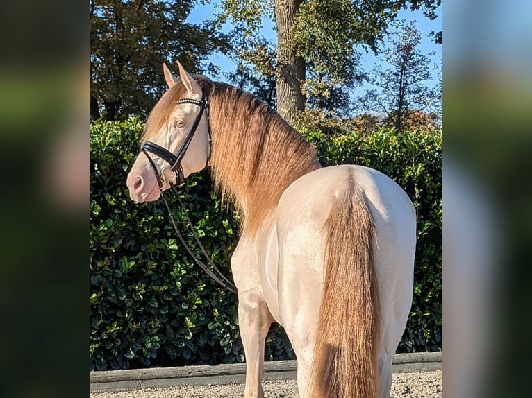 PRE Stallion 3 years 15,2 hh Pearl in Twistringen