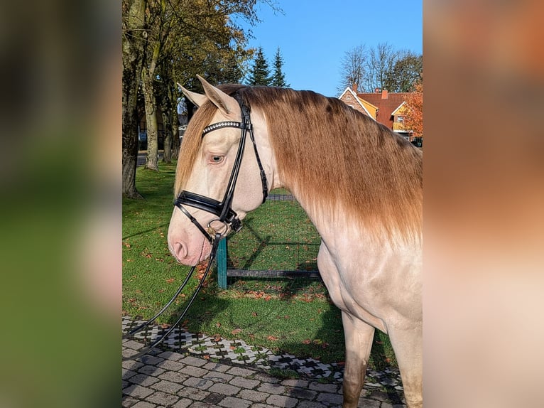 PRE Stallion 3 years 15,2 hh Pearl in Twistringen