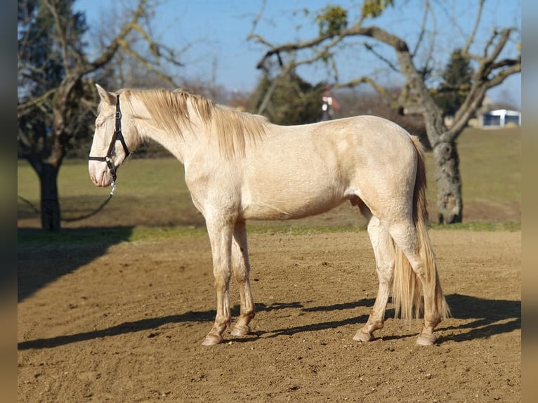 PRE Mix Stallion 3 years 15,2 hh Perlino in Visz