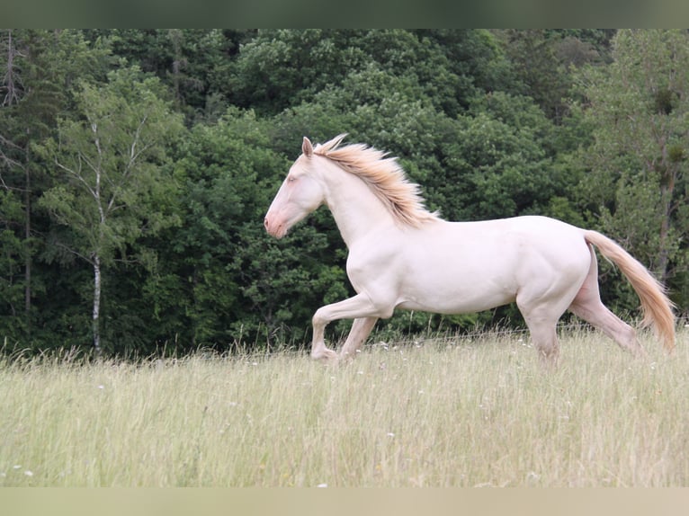 PRE Mix Stallion 3 years 15.2 hh Perlino in Kirn