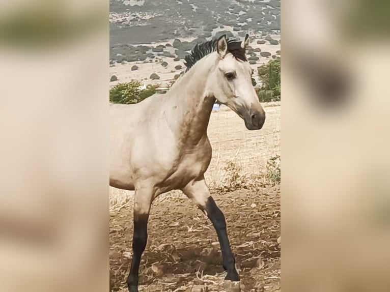PRE Mix Stallion 3 years 15,2 hh Perlino in Madrid