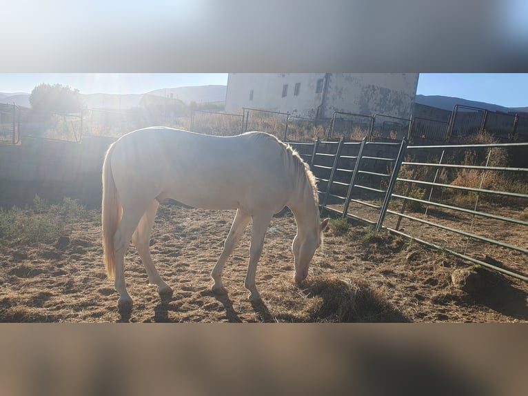 PRE Mix Stallion 3 years 15,2 hh Perlino in Piedrahita