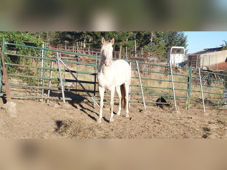 PRE Mix Stallion 3 years 15,2 hh Perlino in Piedrahita