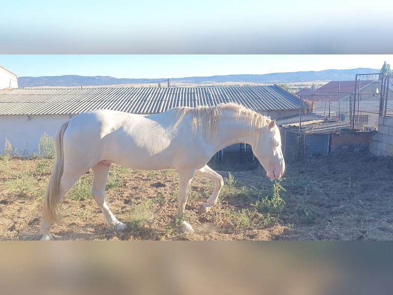 PRE Mix Stallion 3 years 15,2 hh Perlino in Piedrahita