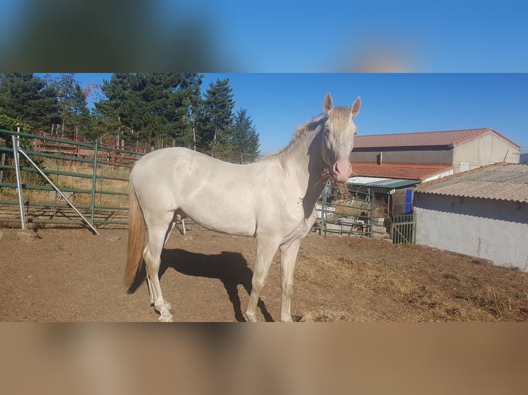 PRE Mix Stallion 3 years 15,2 hh Perlino in Piedrahita