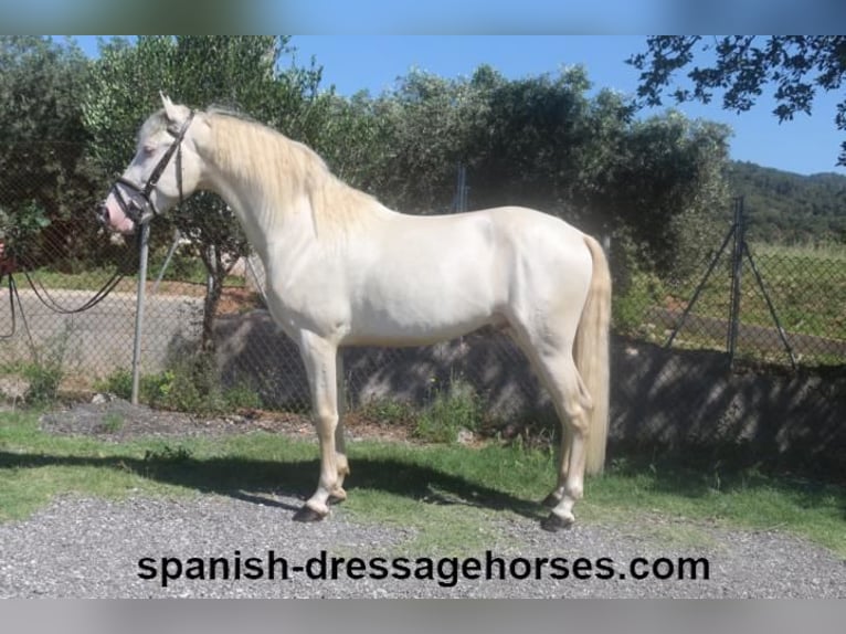 PRE Mix Stallion 3 years 15,2 hh Perlino in Barcelona