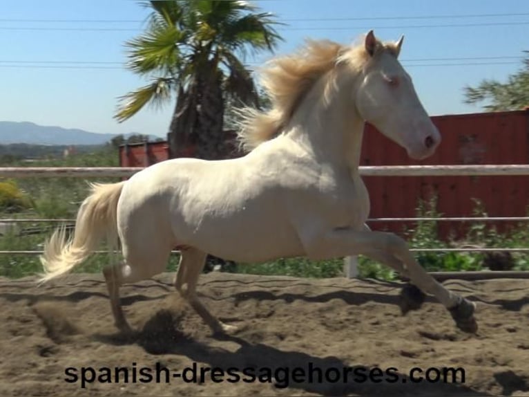 PRE Stallion 3 years 15,2 hh Perlino in Barcelona