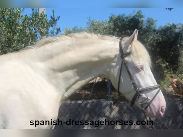 PRE Mix Stallion 3 years 15,2 hh Perlino in Barcelona