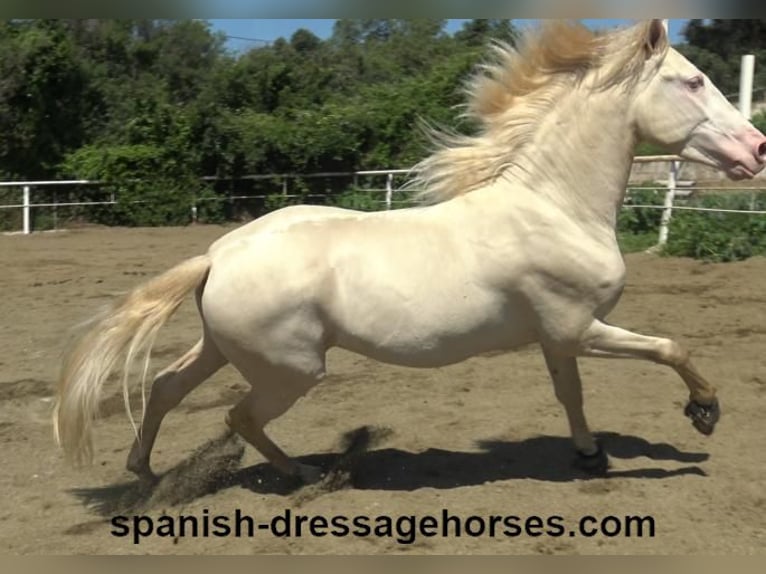 PRE Stallion 3 years 15,2 hh Perlino in Barcelona