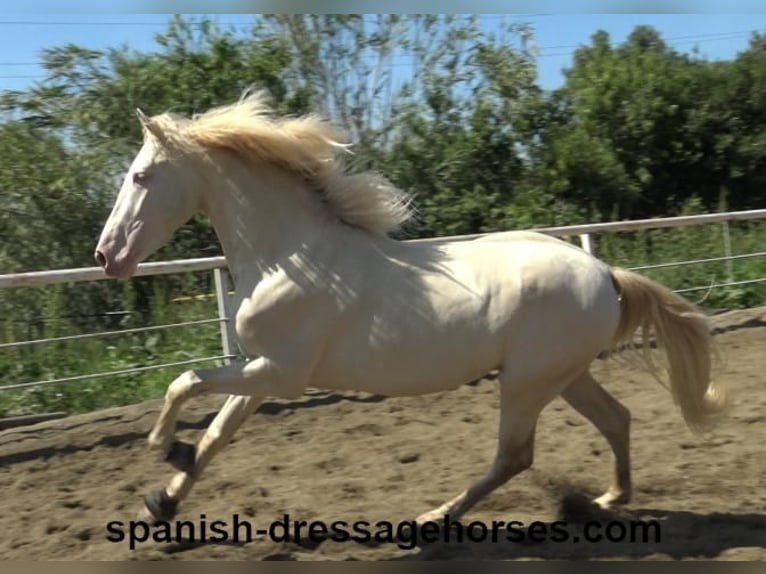 PRE Stallion 3 years 15,2 hh Perlino in Barcelona