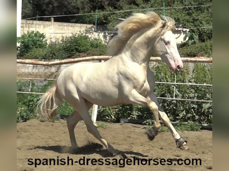 PRE Mix Stallion 3 years 15,2 hh Perlino in Barcelona