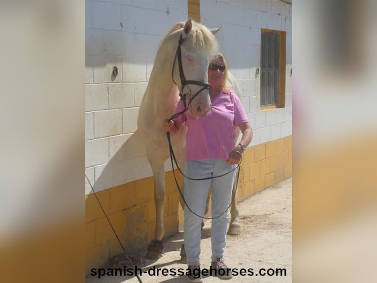 PRE Mix Stallion 3 years 15,2 hh Perlino in Barcelona