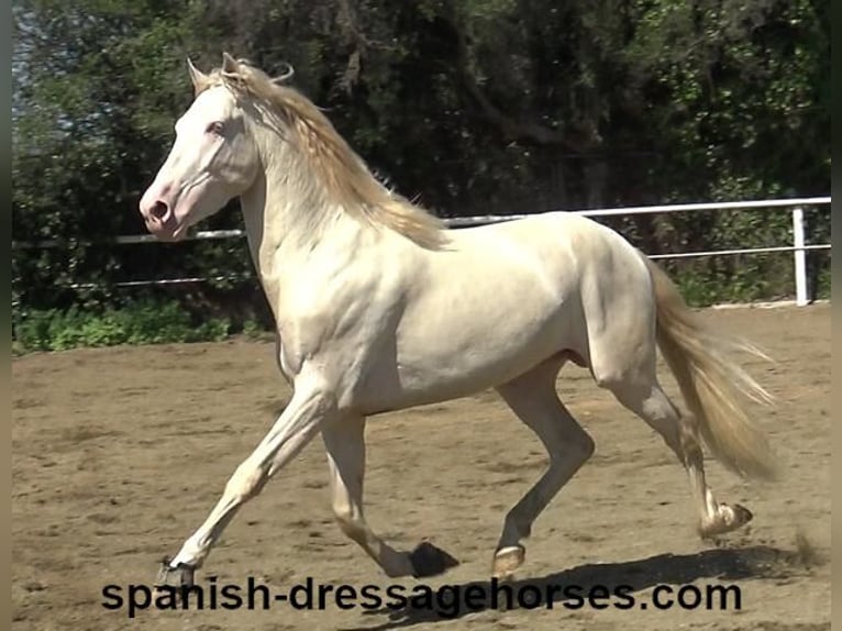 PRE Mix Stallion 3 years 15,2 hh Perlino in Barcelona