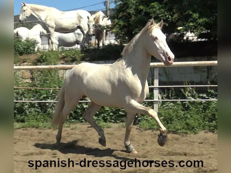 PRE Stallion 3 years 15,2 hh Perlino in Barcelona