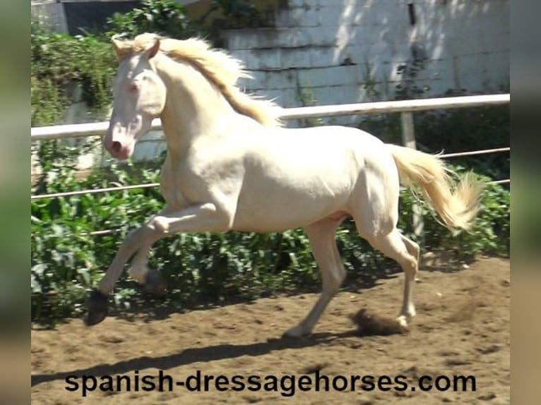 PRE Mix Stallion 3 years 15,2 hh Perlino in Barcelona