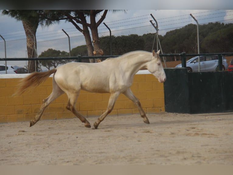 PRE Mix Stallion 3 years 15,2 hh Perlino in Hamburg