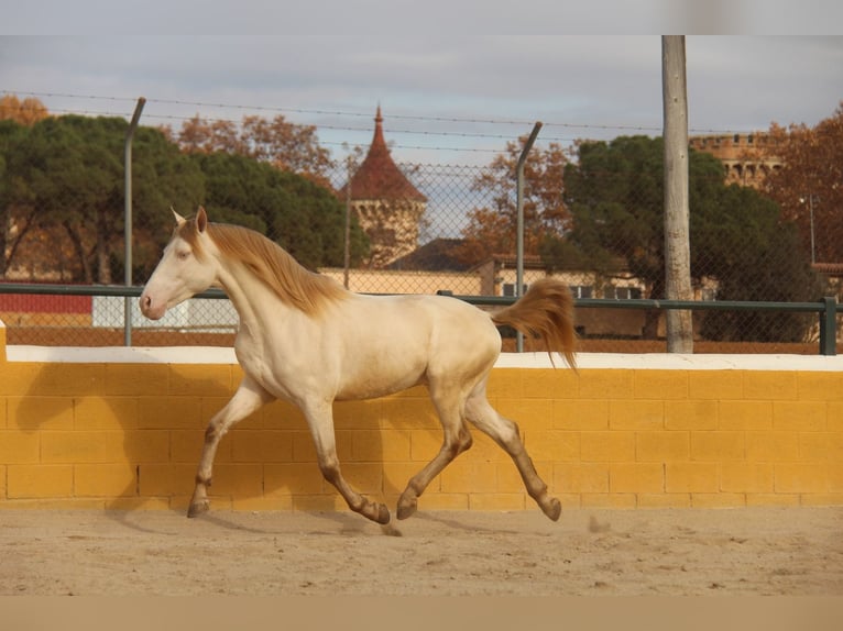 PRE Mix Stallion 3 years 15,2 hh Perlino in Hamburg