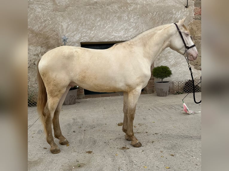 PRE Mix Stallion 3 years 15,2 hh Perlino in Hamburg