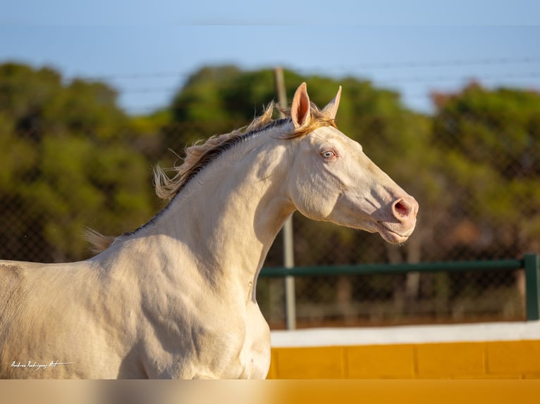 PRE Mix Stallion 3 years 15,2 hh Perlino in Hamburg