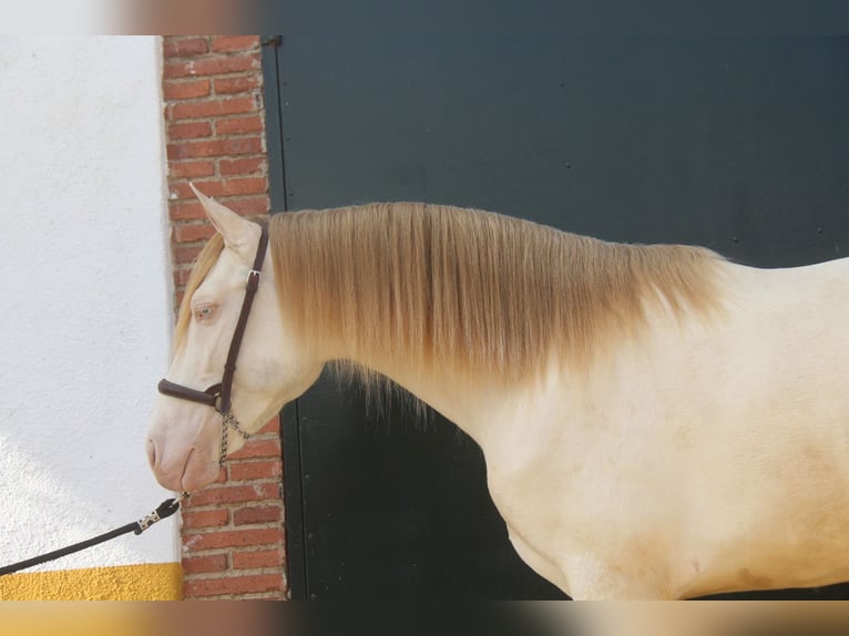 PRE Mix Stallion 3 years 15,2 hh Perlino in Hamburg