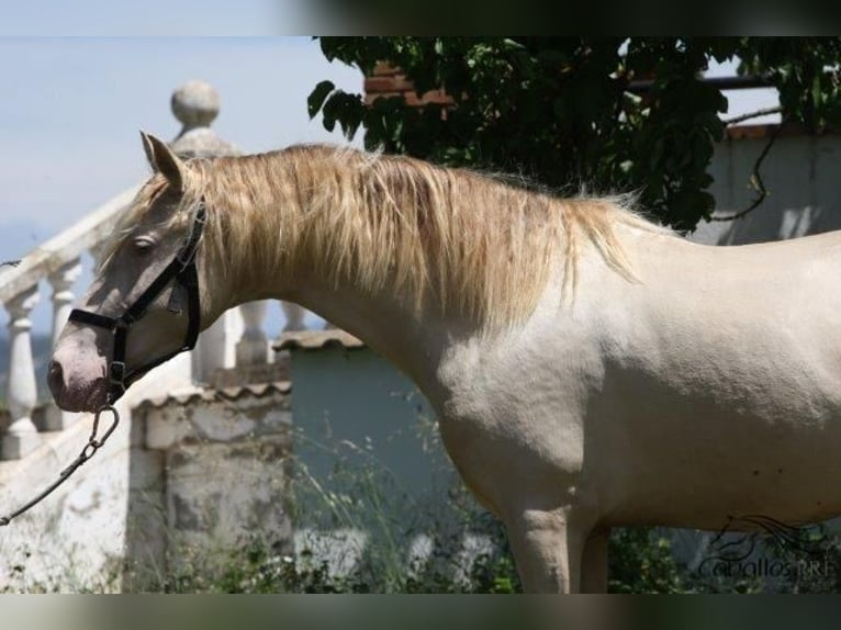 PRE Stallion 3 years 15,2 hh Perlino in Barcelona