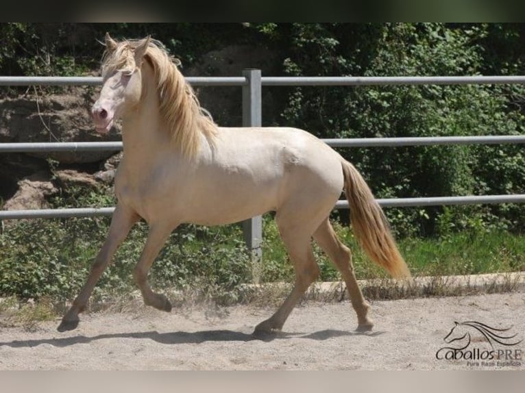 PRE Stallion 3 years 15,2 hh Perlino in Barcelona