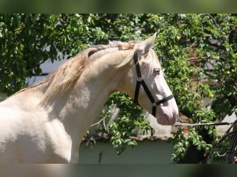 PRE Stallion 3 years 15,2 hh Perlino in Barcelona