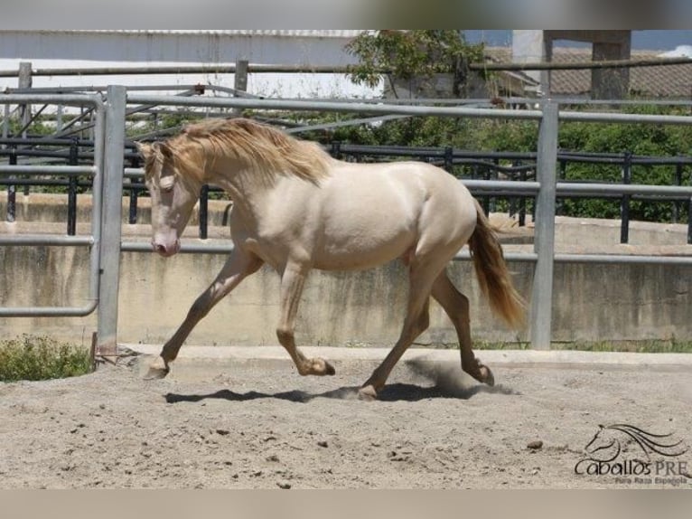 PRE Stallion 3 years 15,2 hh Perlino in Barcelona