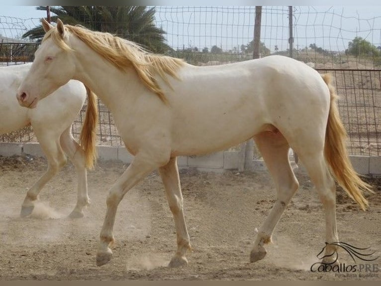 PRE Stallion 3 years 15,2 hh Perlino in Alicante