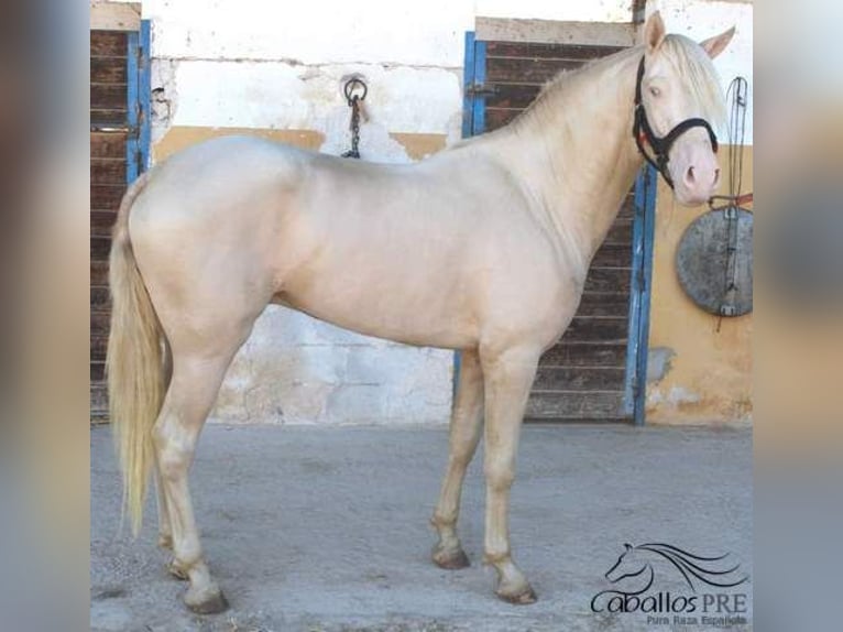 PRE Stallion 3 years 15,2 hh Perlino in Alicante