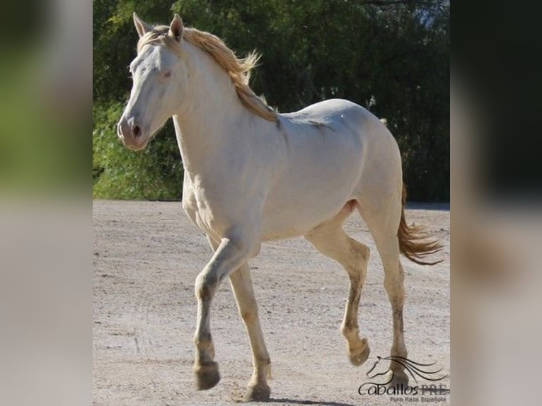 PRE Stallion 3 years 15,2 hh Perlino in Alicante