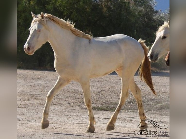 PRE Stallion 3 years 15,2 hh Perlino in Alicante