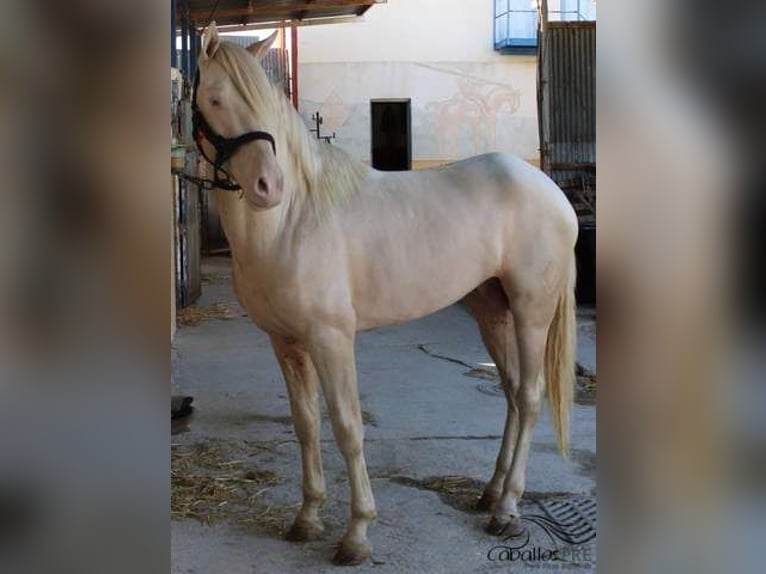 PRE Stallion 3 years 15,2 hh Perlino in Alicante