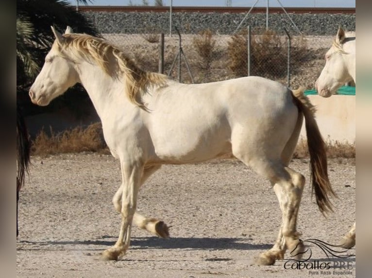 PRE Stallion 3 years 15,2 hh Perlino in Alicante