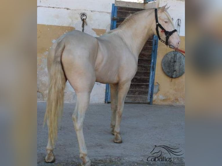 PRE Stallion 3 years 15,2 hh Perlino in Alicante