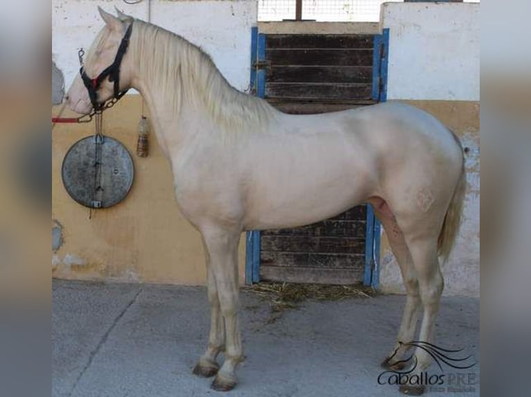 PRE Stallion 3 years 15,2 hh Perlino in Alicante