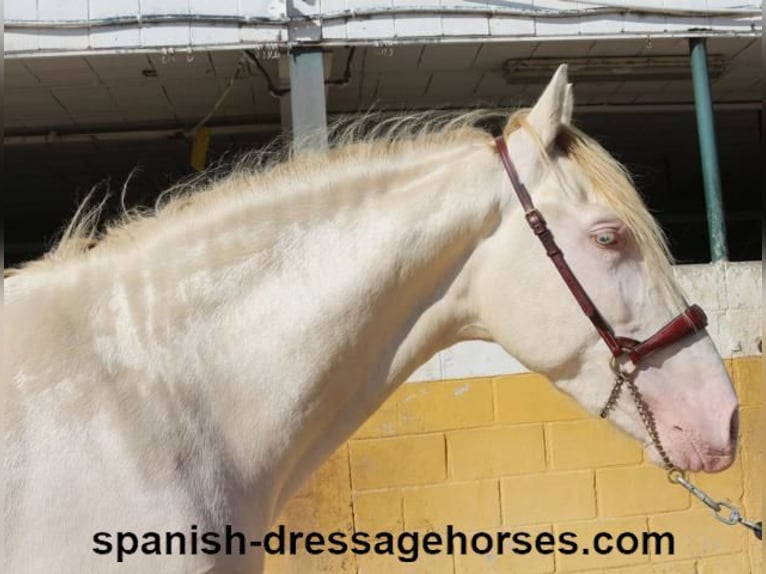 PRE Mix Stallion 3 years 15,2 hh Perlino in Barcelona