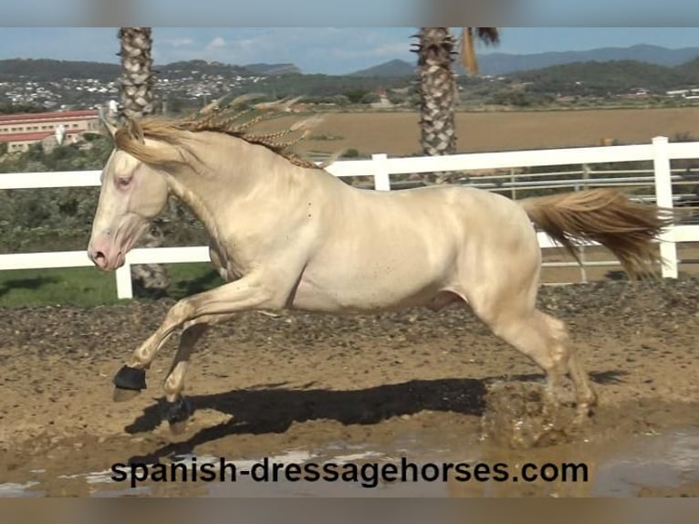 PRE Mix Stallion 3 years 15,2 hh Perlino in Barcelona