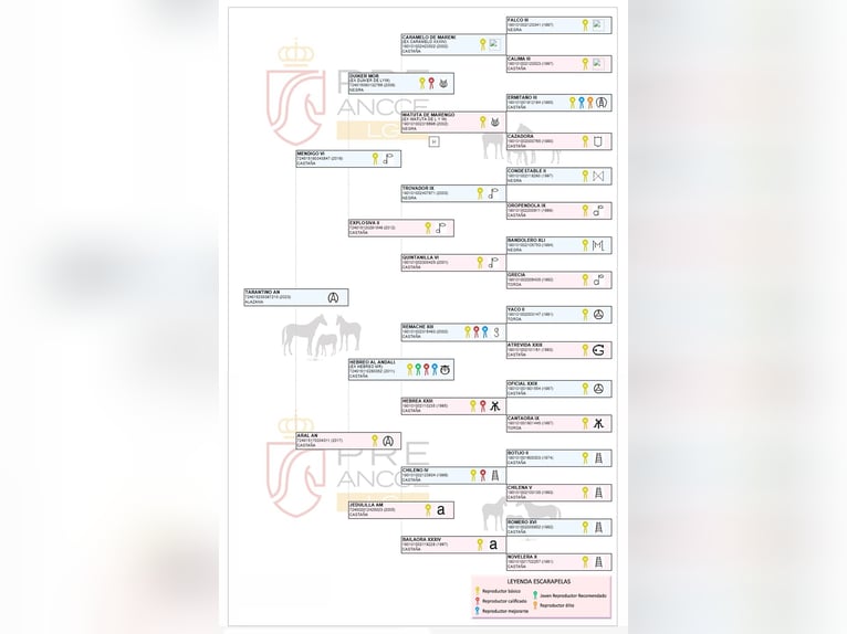 PRE Stallion 3 years 15.2 hh Sorrel in Arjona