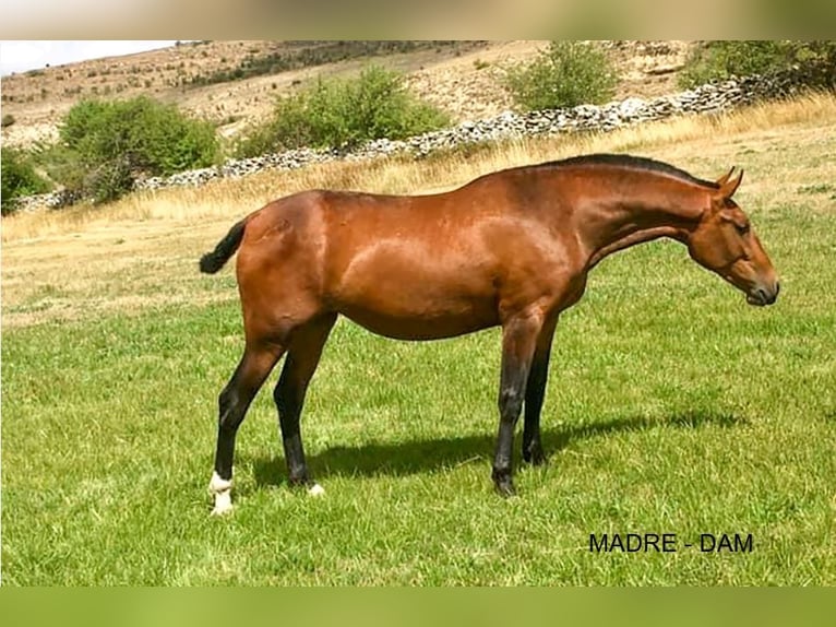 PRE Stallion 3 years 15.2 hh Sorrel in Arjona