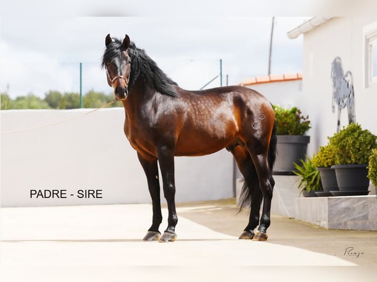 PRE Stallion 3 years 15.2 hh Sorrel in Arjona