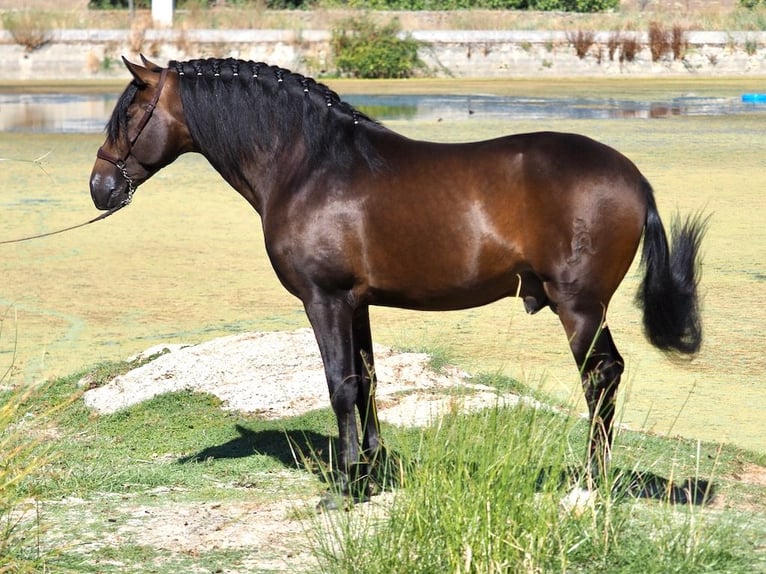 PRE Mix Stallion 3 years 15,3 hh Bay in NAVAS DEL MADRONO