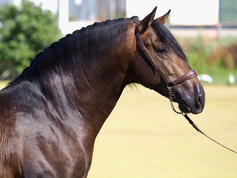 PRE Mix Stallion 3 years 15,3 hh Bay in NAVAS DEL MADRONO