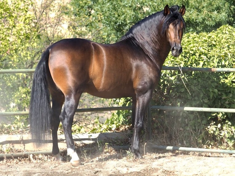 PRE Mix Stallion 3 years 15,3 hh Bay in NAVAS DEL MADRONO