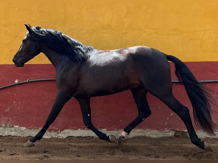 PRE Stallion 3 years 15,3 hh Black in EL PALMAR