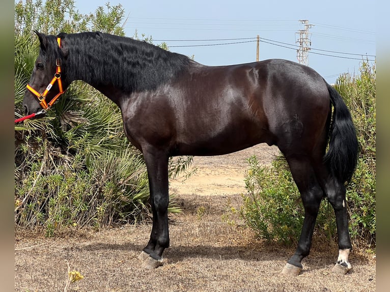 PRE Stallion 3 years 15,3 hh Black in EL PALMAR