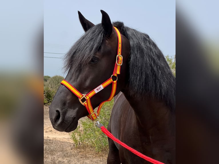 PRE Stallion 3 years 15,3 hh Black in EL PALMAR