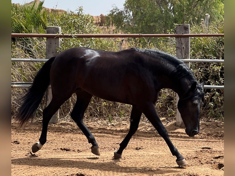 PRE Stallion 3 years 15,3 hh Black in EL PALMAR