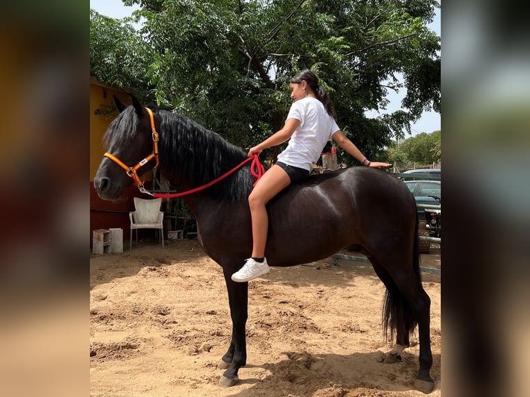PRE Stallion 3 years 15,3 hh Black in EL PALMAR