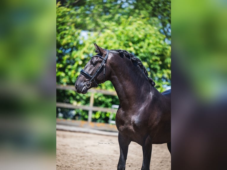 PRE Mix Stallion 3 years 15.3 hh Black in Poeldijk